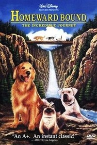 Le chemin du retour : une aventure incroyable