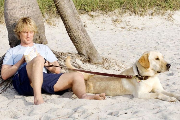 Un homme et un labrador sur la plage