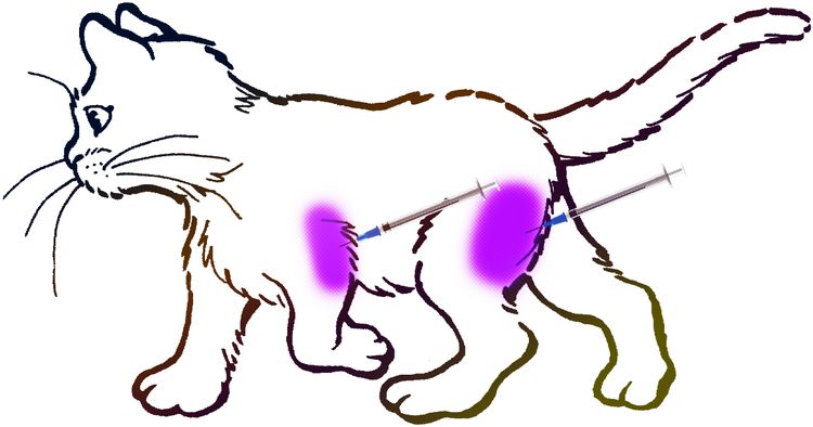 Zone d'injection intramusculaire chez le chat