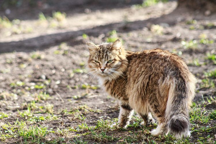 Le chat se promène dans la rue