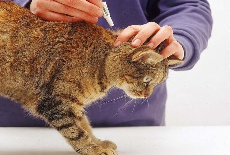 Des gouttes tombent sur le garrot du chat.