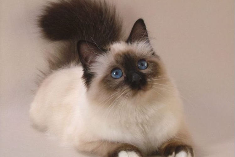 Chat balinais duveteux