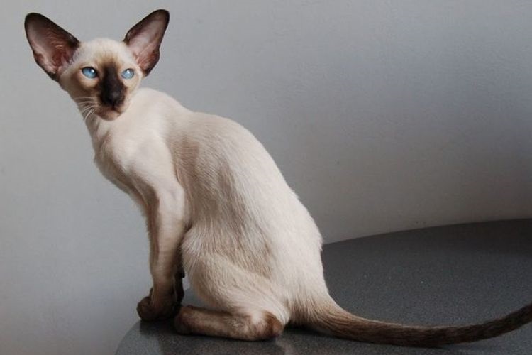 Un chat oriental est assis sur une table