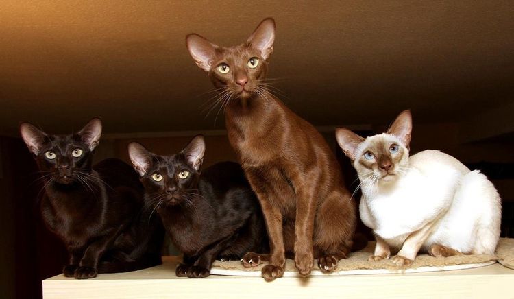 Quatre chatons javanais