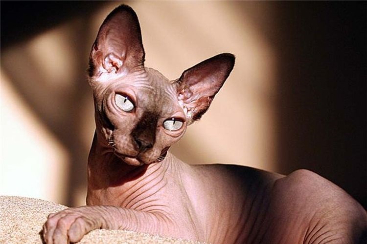 Sphinx dans les rayons du soleil