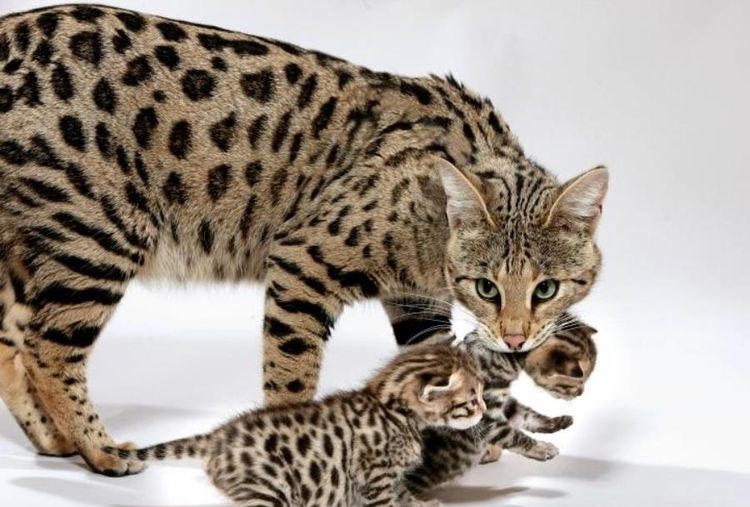 Une chatte porte ses chatons par la peau du cou.