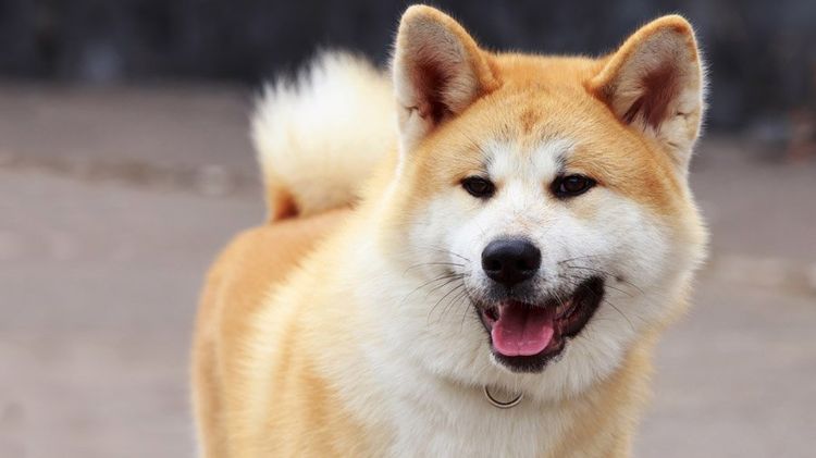 Chien Akita Inu