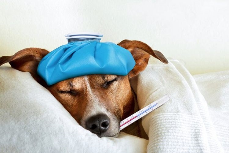 Un chien avec un thermomètre et une bouillotte