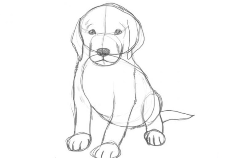 Dessin au crayon d'un chien