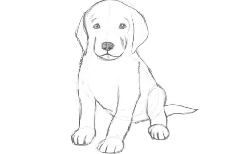 Dessin au crayon d'un chien