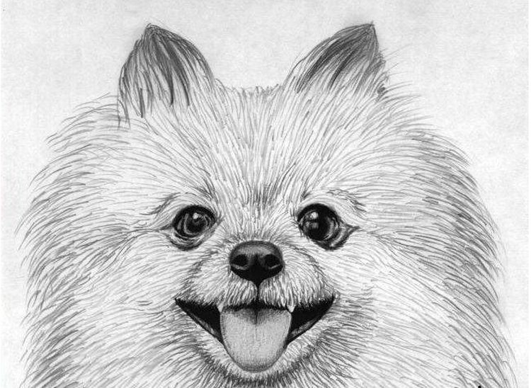 Portrait au crayon d'un Spitz