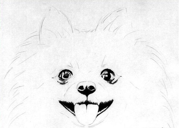 Dessiner les yeux d'un Spitz
