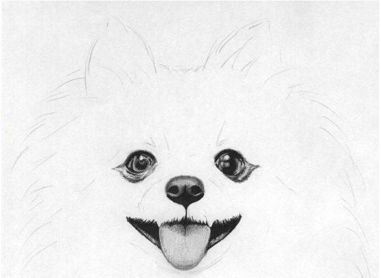 Dessiner le visage d'un chien