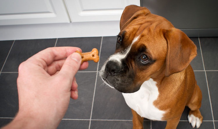 On donne une friandise au chien