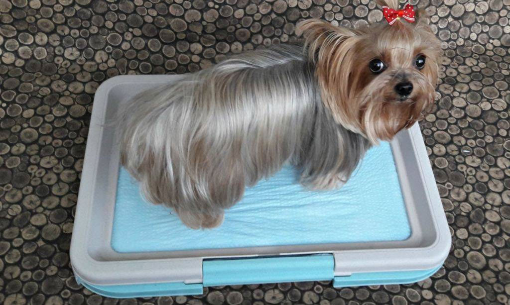 chien et bac à litière