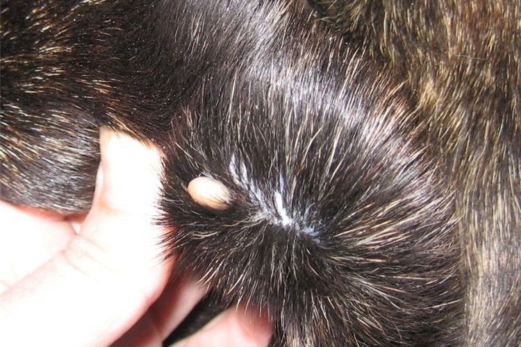 Une tique sur un chien