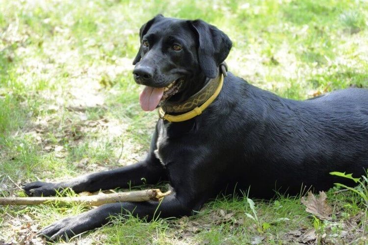 Un chien portant un collier anti-tiques