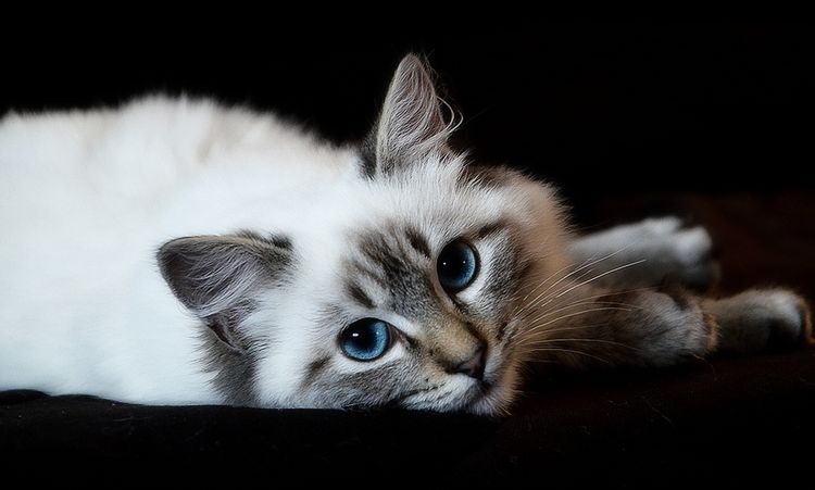 Un chat aux yeux bleus