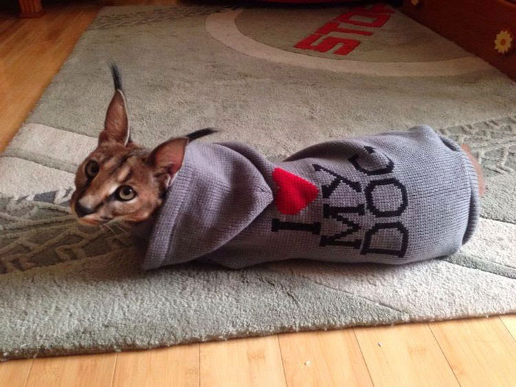 caracal à la maison