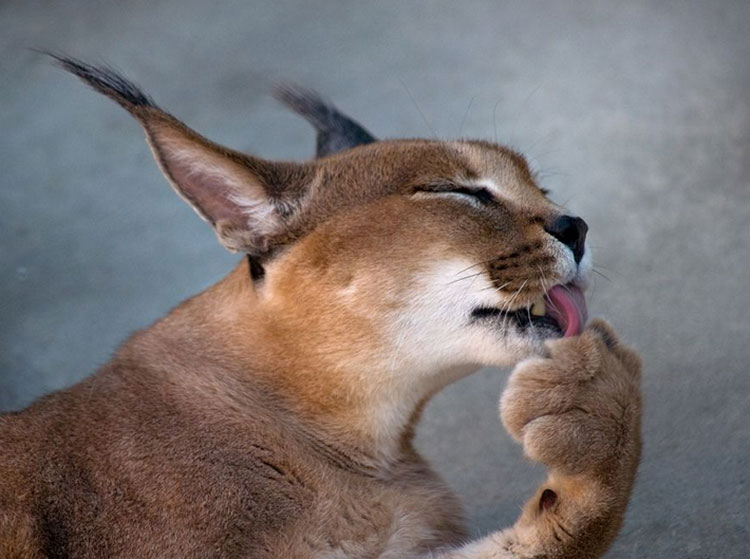Combien coûte un caracal ?