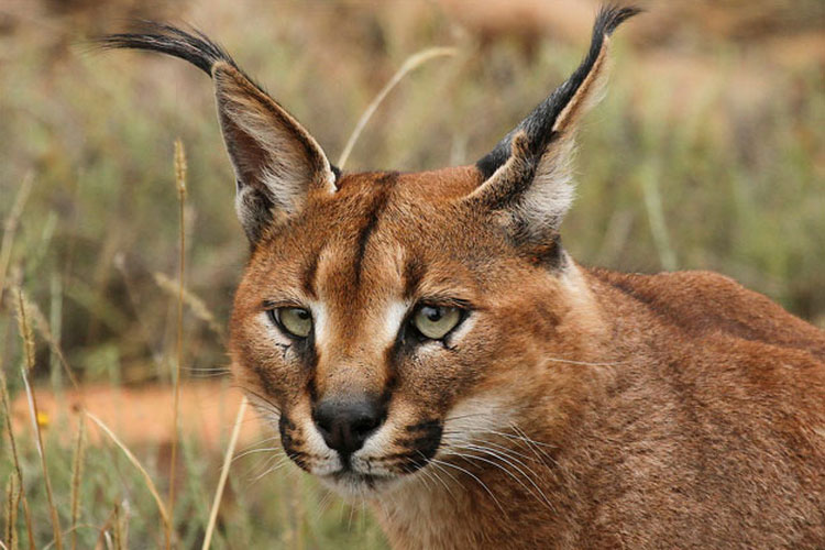 caracal sauvage
