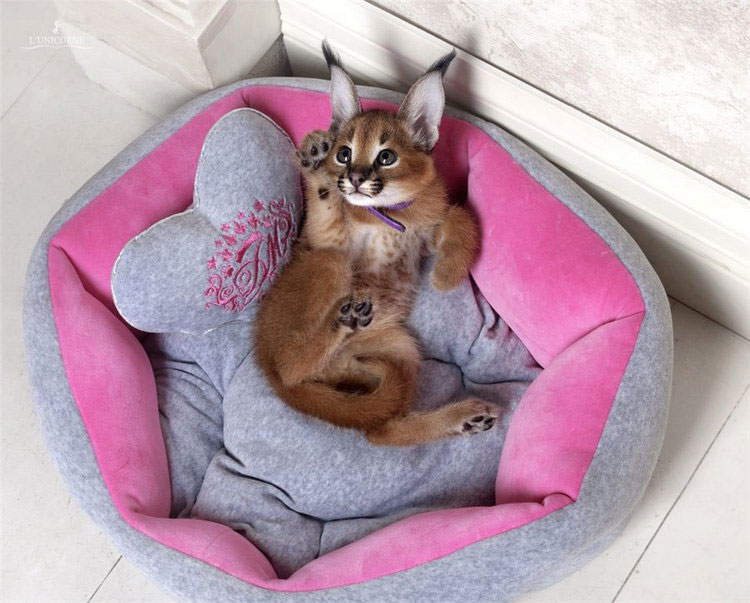 Achetez un chaton caracal