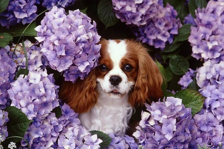 Épagneul dans les fleurs