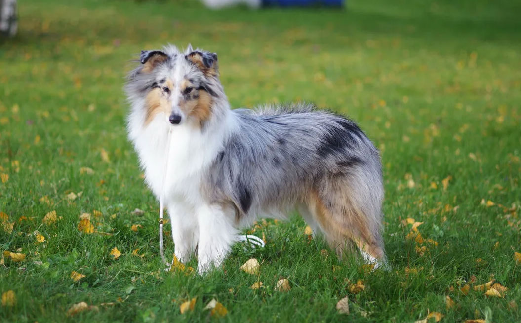 Jolis surnoms pour les chiennes de taille moyenne