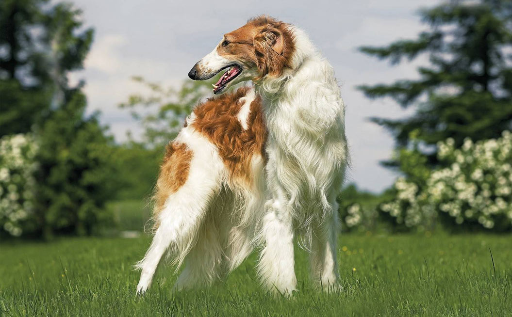 Anciens noms russes pour un chien de race russe