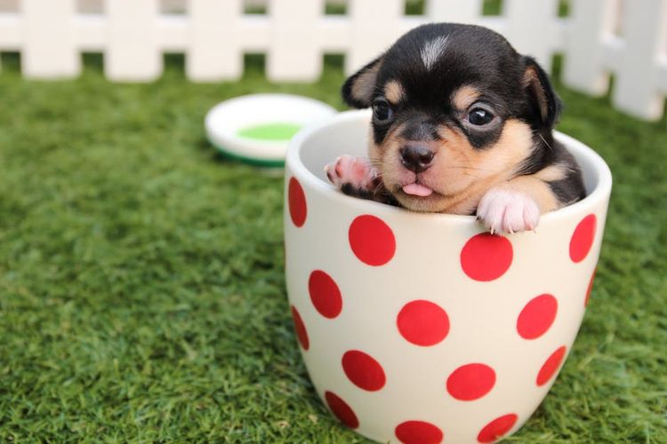 Chiot dans une tasse