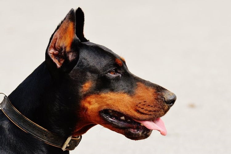 Doberman avec la langue qui pend