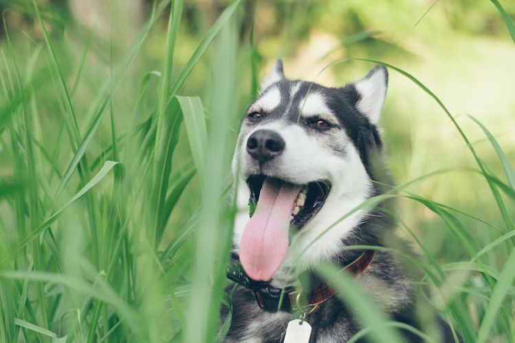 Un husky est assis dans l'herbe épaisse.