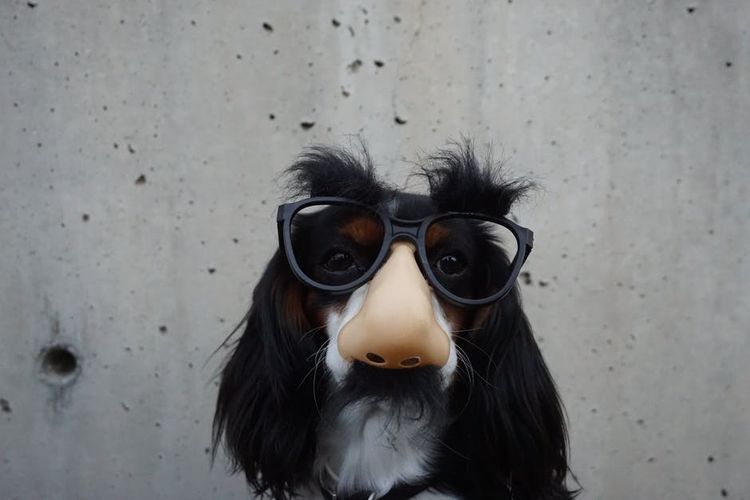 Un chien portant des lunettes de soleil