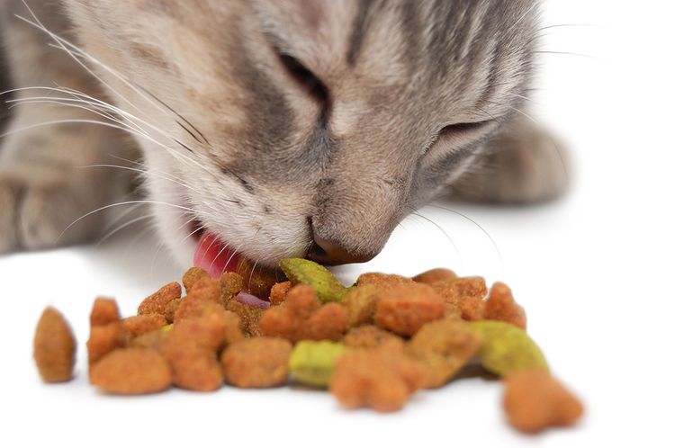 Le chat mange des croquettes