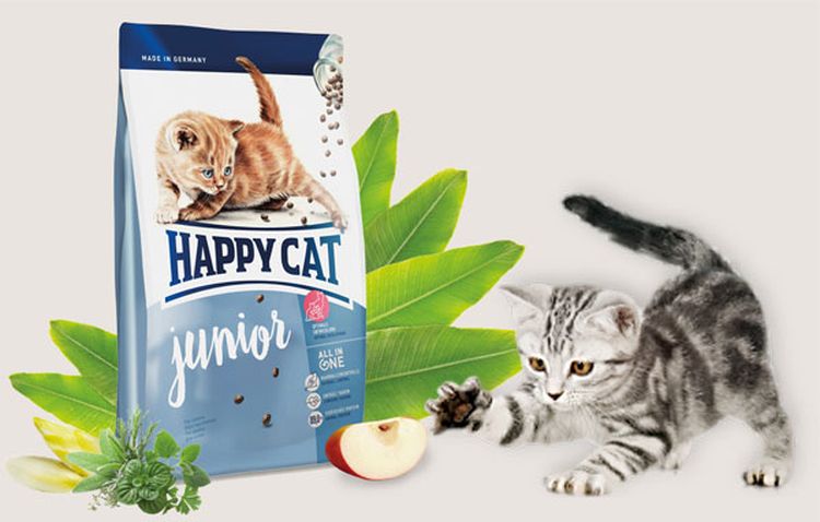 Nourriture sèche pour chatons