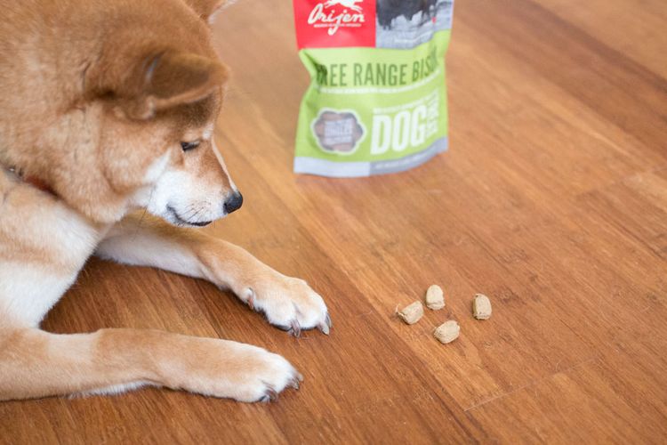 Nourriture pour chiens Akita et Orijen