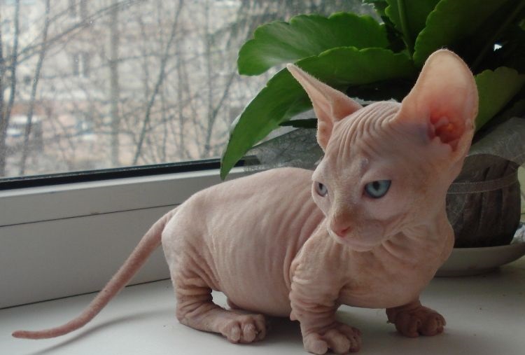 Bambino sur le rebord de la fenêtre