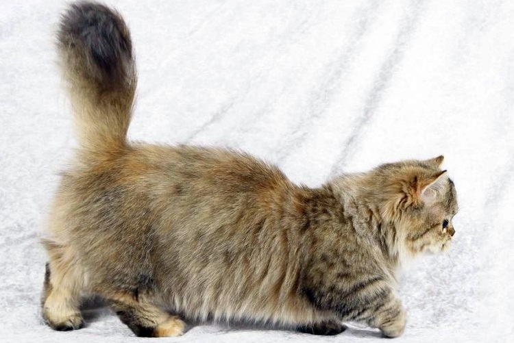 Napoléon, le chat tout doux