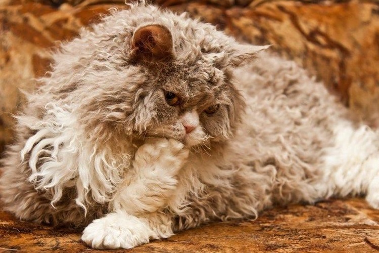 Chat Sukum à poil long