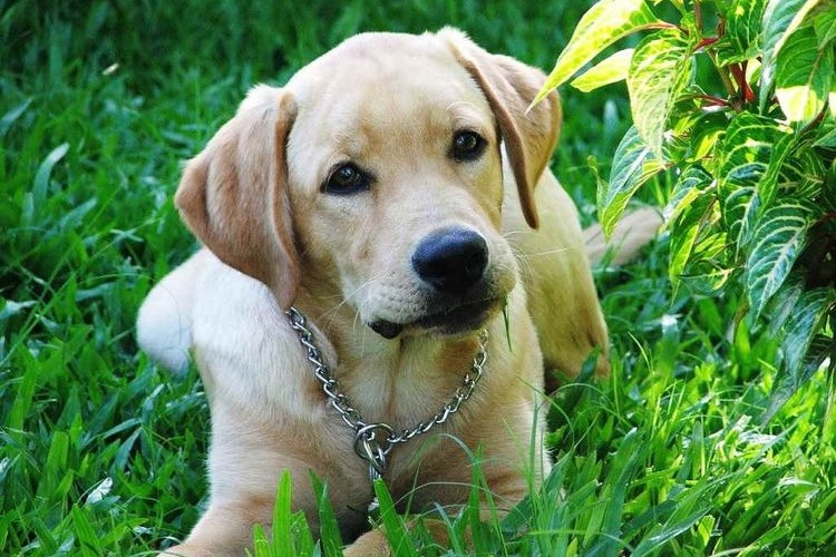 Labrador sur une pelouse verte