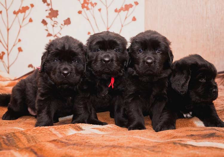 chiots Terre-Neuve