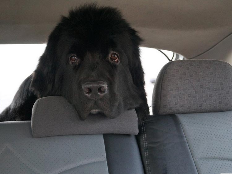 caractère d'un plongeur