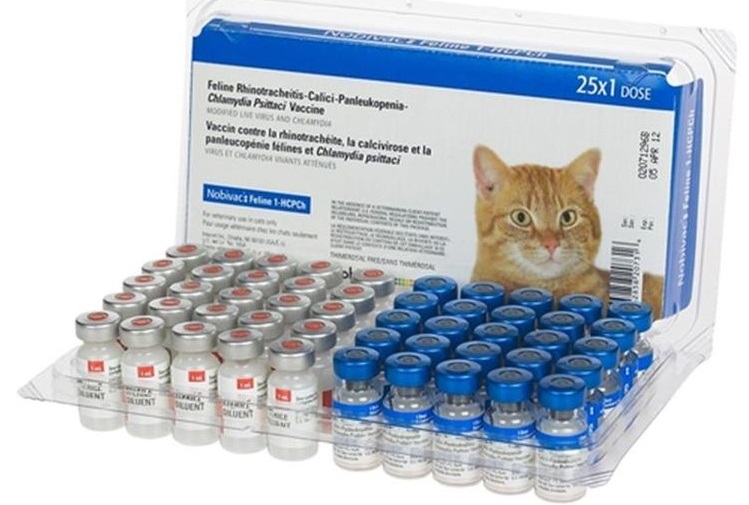 Ampoules de vaccin pour chats