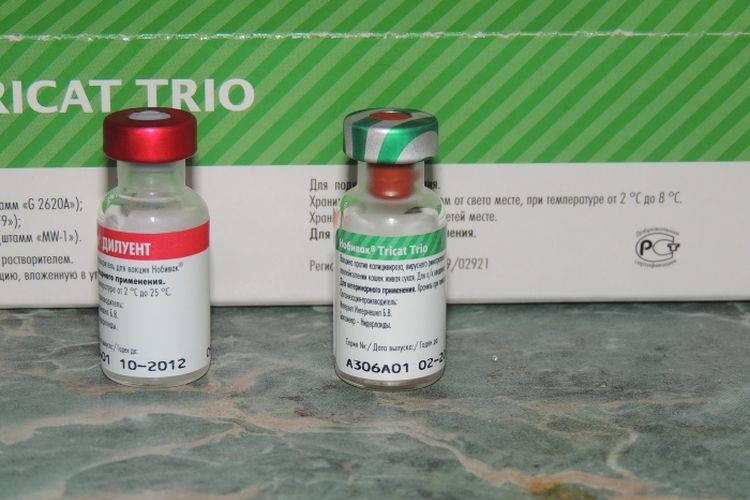 Ampoules contenant du vaccin