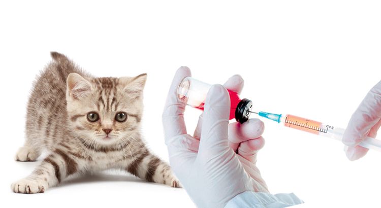 Chaton et vaccin
