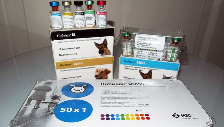 Types de vaccins Nobivac pour chiens