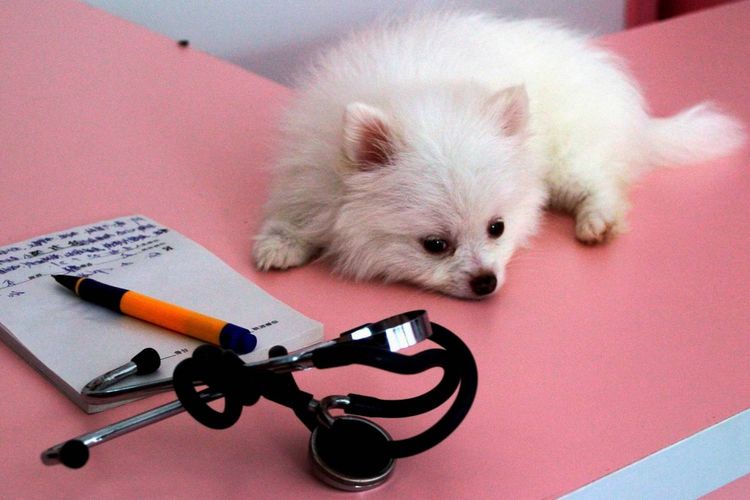 Un petit chien est allongé sur la table
