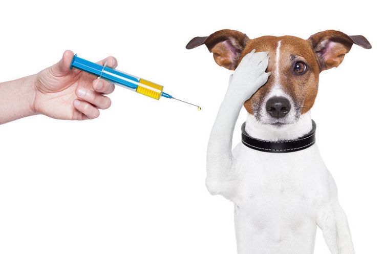 Le chien a peur des injections.