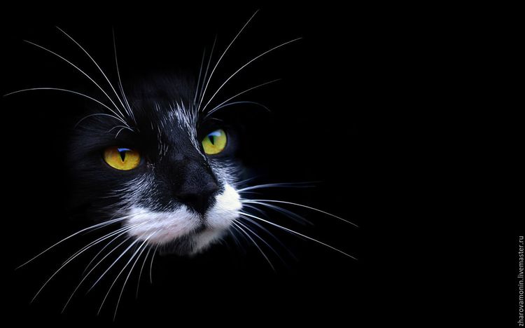 Chat noir dans le noir