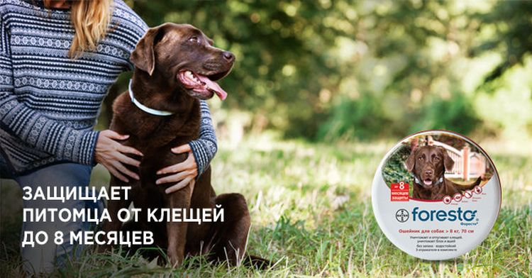 Une femme avec un chien dans la nature